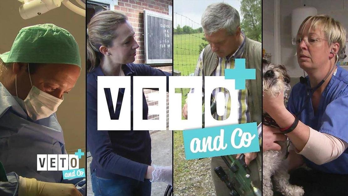 Vignette du programme télé Véto & Co