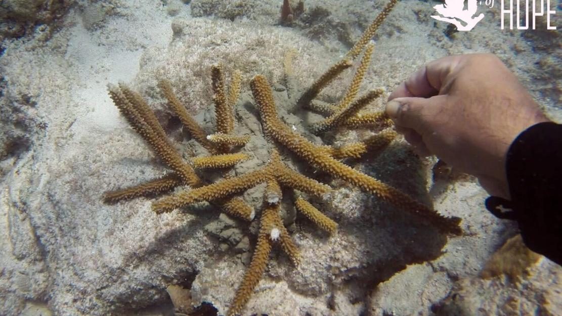 Vignette du programme télé Diversité contre extinction : le grand défi de l'humanité