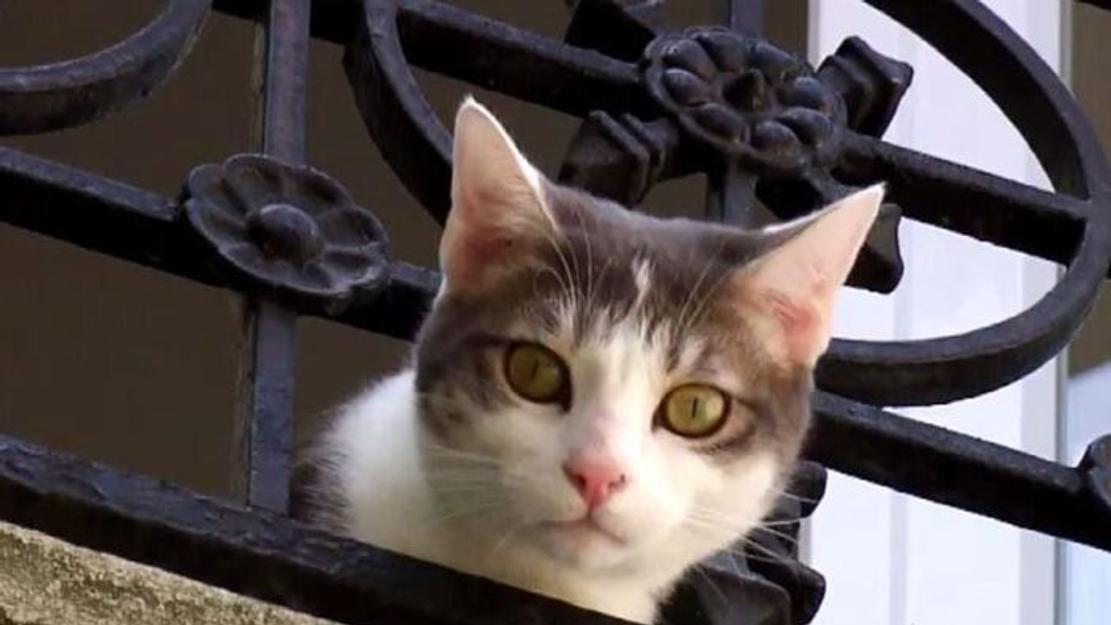 Vignette du programme télé La vie secrète des chats