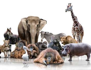 Vignette du programme télé Hélène & les animaux