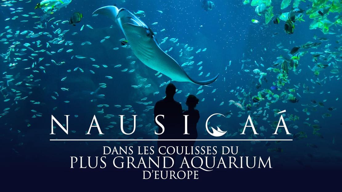 Vignette du programme télé Nausicaá, dans les coulisses du plus grand aquarium d'Europe