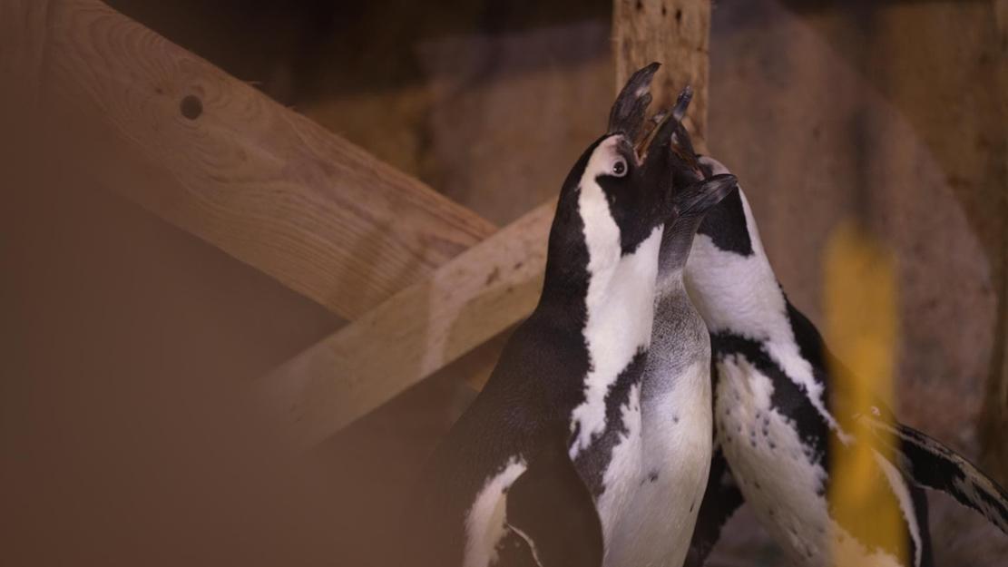 Vignette du programme télé Nausicaá, dans les coulisses du plus grand aquarium d'Europe