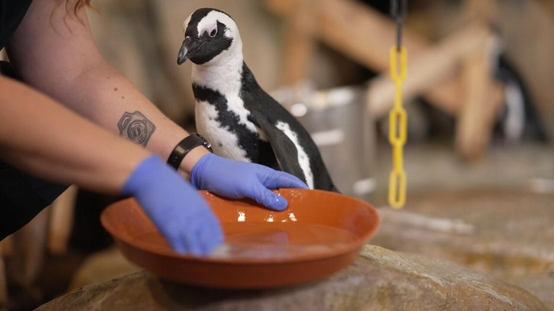 Vignette du programme télé Nausicaá, dans les coulisses du plus grand aquarium d'Europe