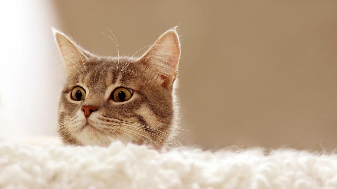 Vignette du programme télé La vie secrète des chats