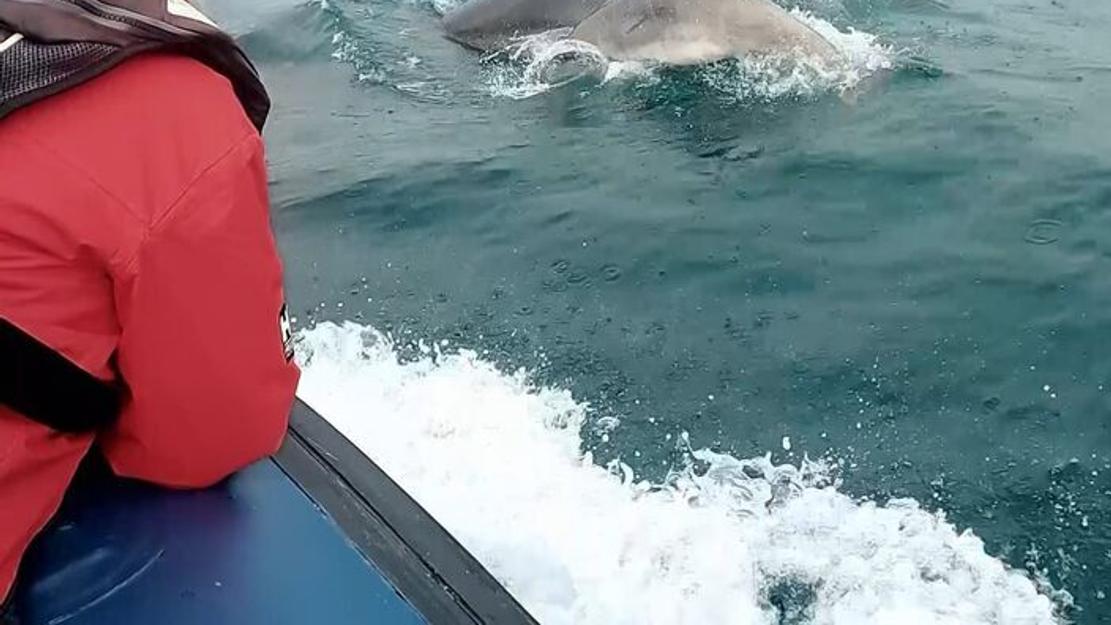 Vignette du programme télé Au gré des vagues