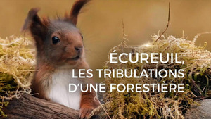 Vignette du programme télé Ecureuil, les tribulations d'une forestière