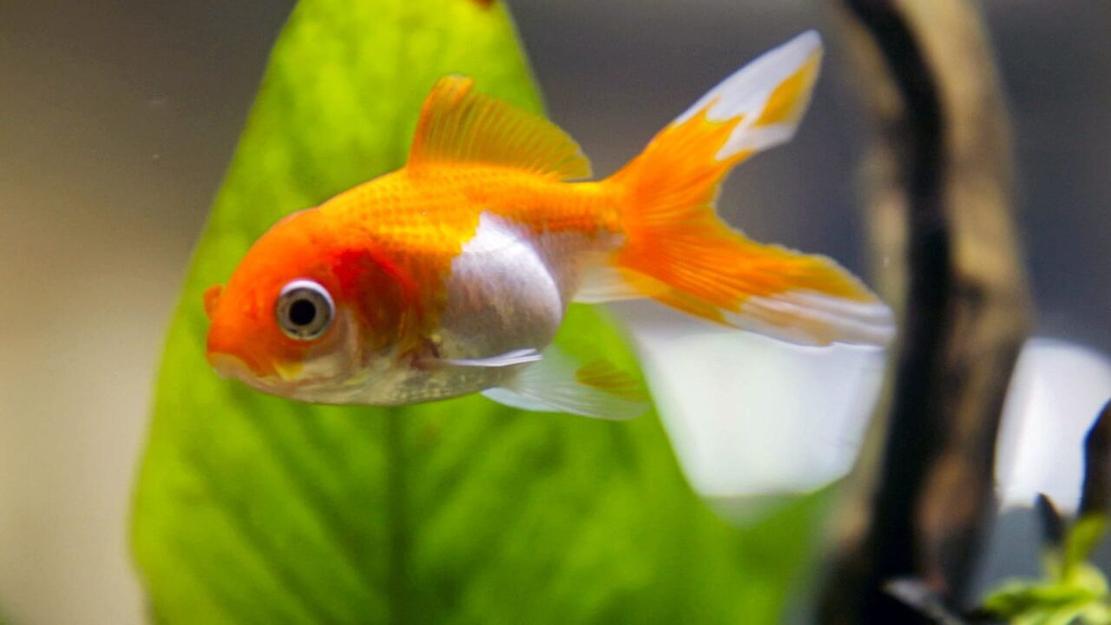 Vignette du programme télé Des poissons pas si cons ?