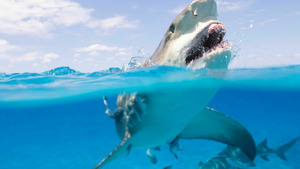 Vignette du programme télé Requin, le mangeur de sable