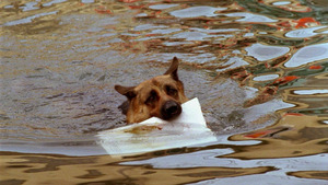 Vignette du programme télé Rex, chien flic (Gaz toxique) S5 (8/13)