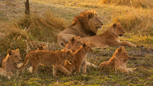 Vignette du programme télé Histoires de lionnes