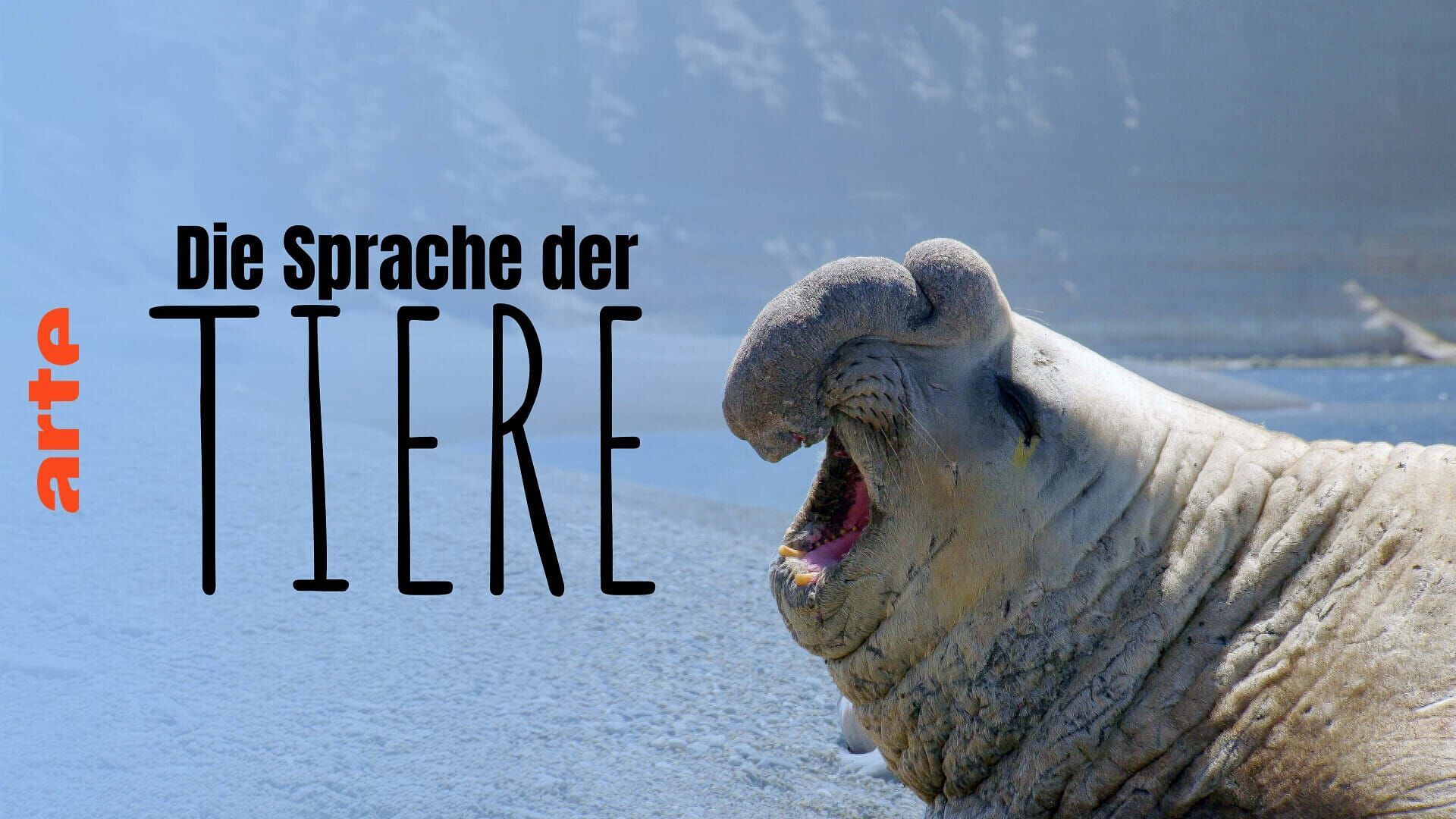 Vignette du programme télé Le langage des animaux