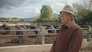 Vignette du programme télé Mozzarella, une vaste bufflonnerie ?