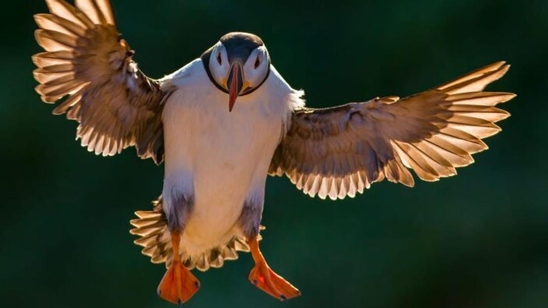 Vignette du programme télé Les oiseaux