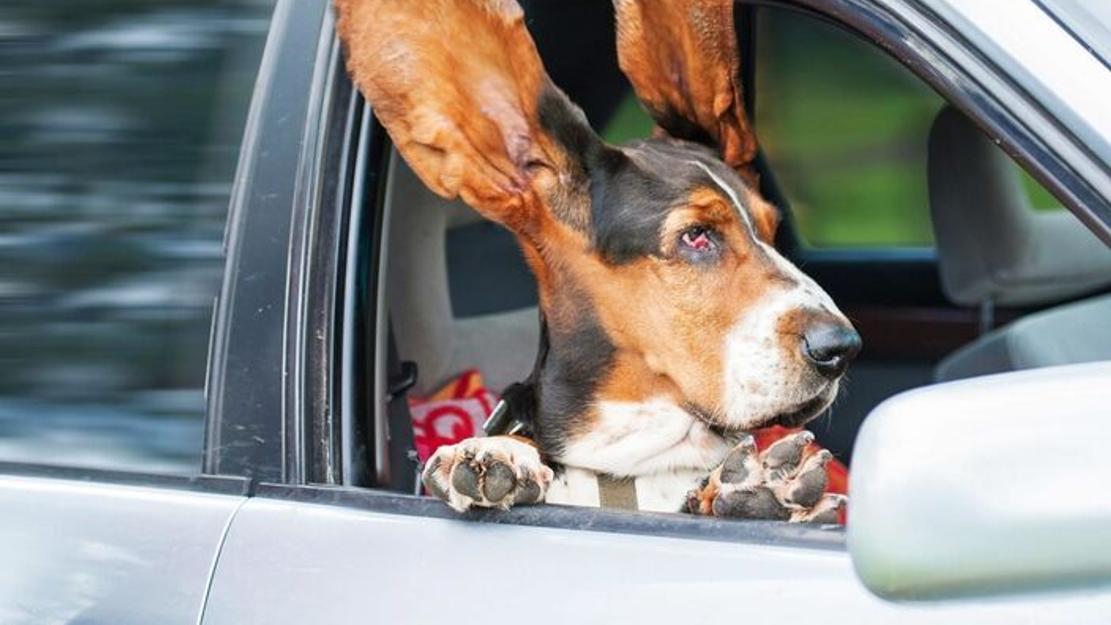Vignette du programme télé Le grand bêtisier des animaux