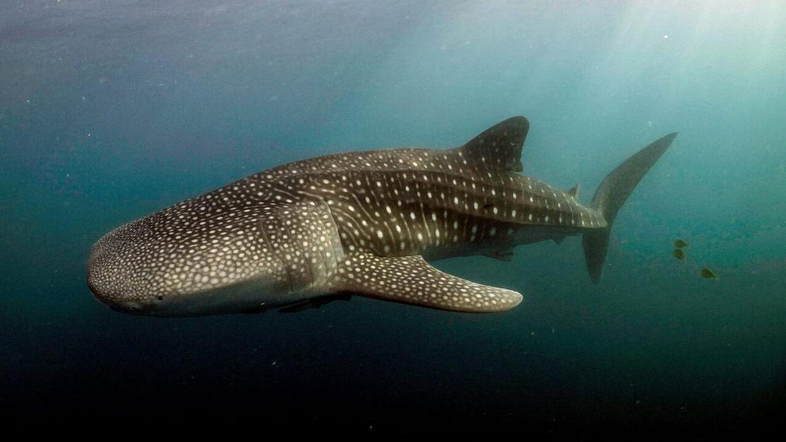 Vignette du programme télé Le long voyage d'un requin-baleine
