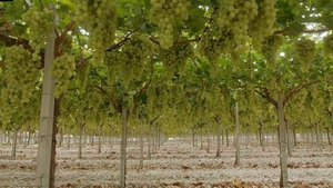 Vignette du programme télé Le raisin a un grain
