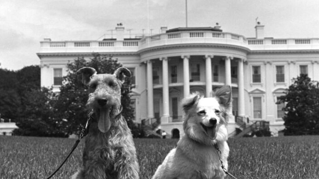 Vignette du programme télé Chiens et chats dans les allées du pouvoir
