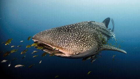 Vignette du programme télé Le long voyage d'un requin-baleine