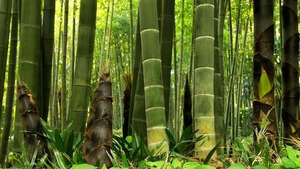 Vignette du programme télé La civilisation des arbres (Bambou, le végétal du futur)
