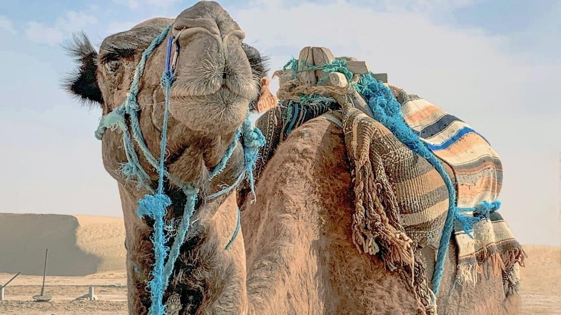 Vignette du programme télé Fascinant Maghreb