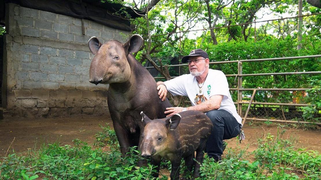 Vignette du programme télé Le tapir, jardinier des forêts tropicales