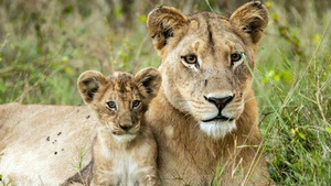 Vignette du programme télé Histoires de lionnes