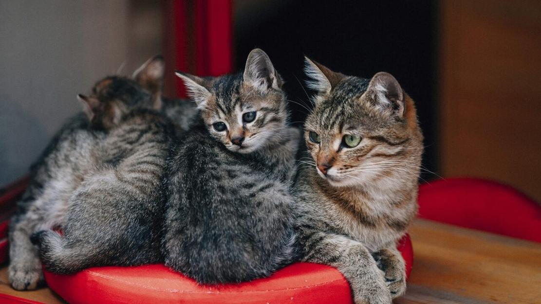 Vignette du programme télé La vie secrète des chats
