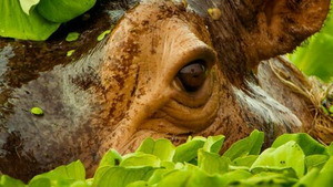 Vignette du programme télé Des animaux à aimer