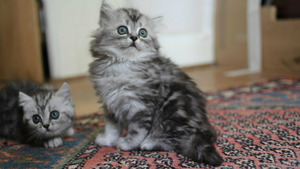 Vignette du programme télé Une vie de chaton