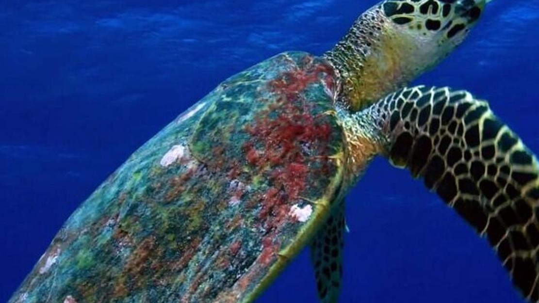Vignette du programme télé L'oasis de corail des Tuamotu
