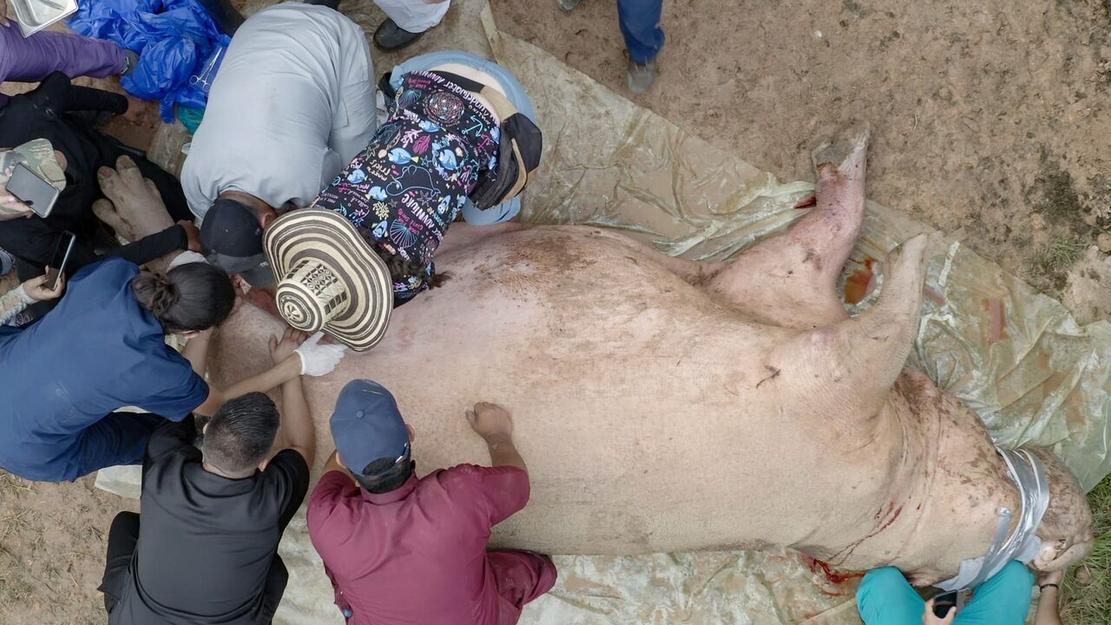 Vignette du programme télé Les hippopotames de Pablo Escobar