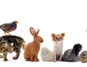 Vignette du programme télé Hélène & les animaux