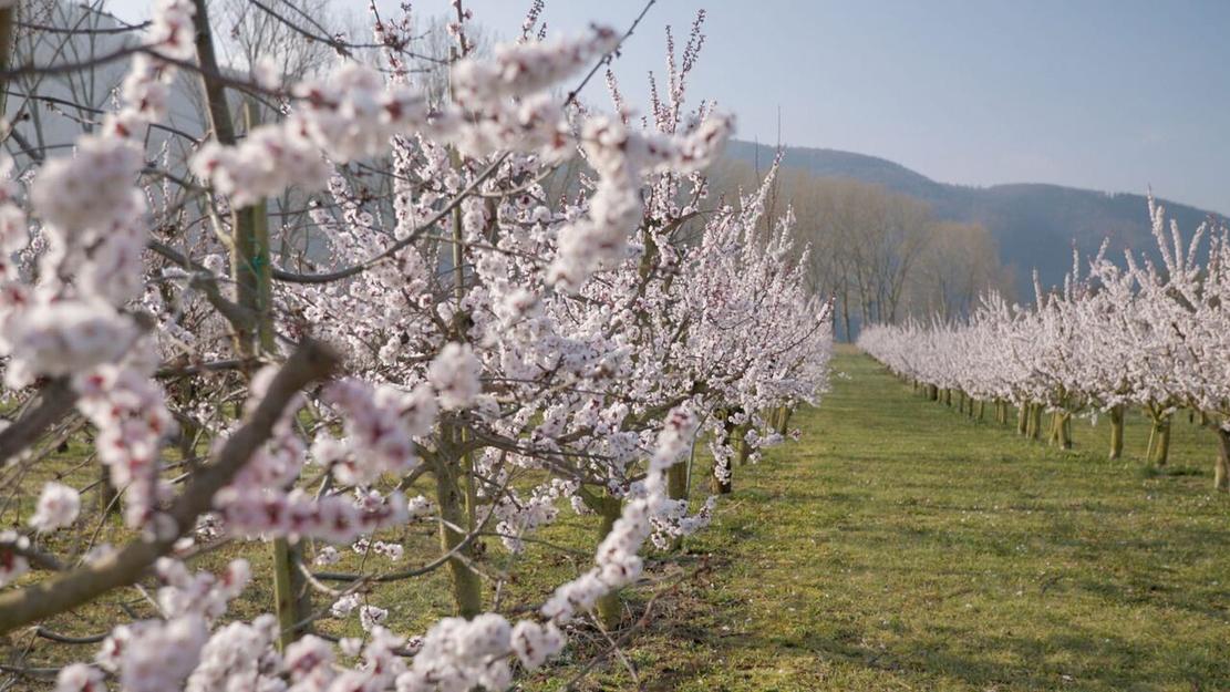 Vignette du programme télé Les abricots de la Wachau en Autriche