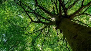 Vignette du programme télé Nature, notre alliée insoupconnée
