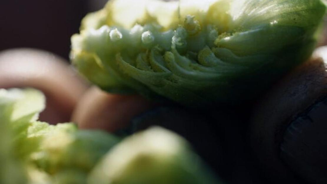 Vignette du programme télé Le houblon du Hallertau en Allemagne