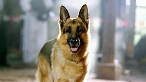 Vignette du programme télé Rex, chien flic (Le défi) S9 (11/13)