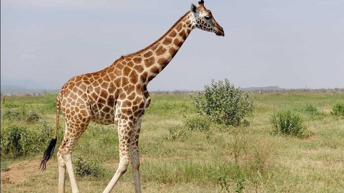 Vignette du programme télé Kenya, des girafes pour la paix