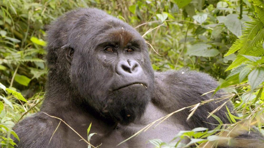 Vignette du programme télé Virunga, les gorilles en péril