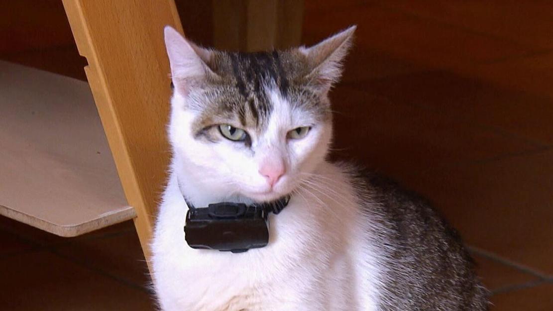 Vignette du programme télé La vie secrète des chats