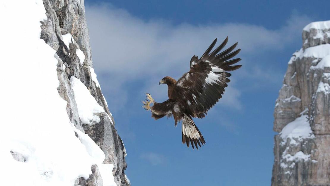 Vignette du programme télé L'aigle royal, seigneur des Alpes