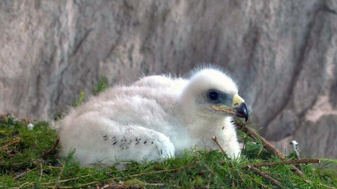 Vignette du programme télé L'aigle royal, seigneur des Alpes
