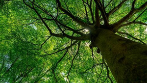 Vignette du programme télé Nature, notre alliée insoupconnée