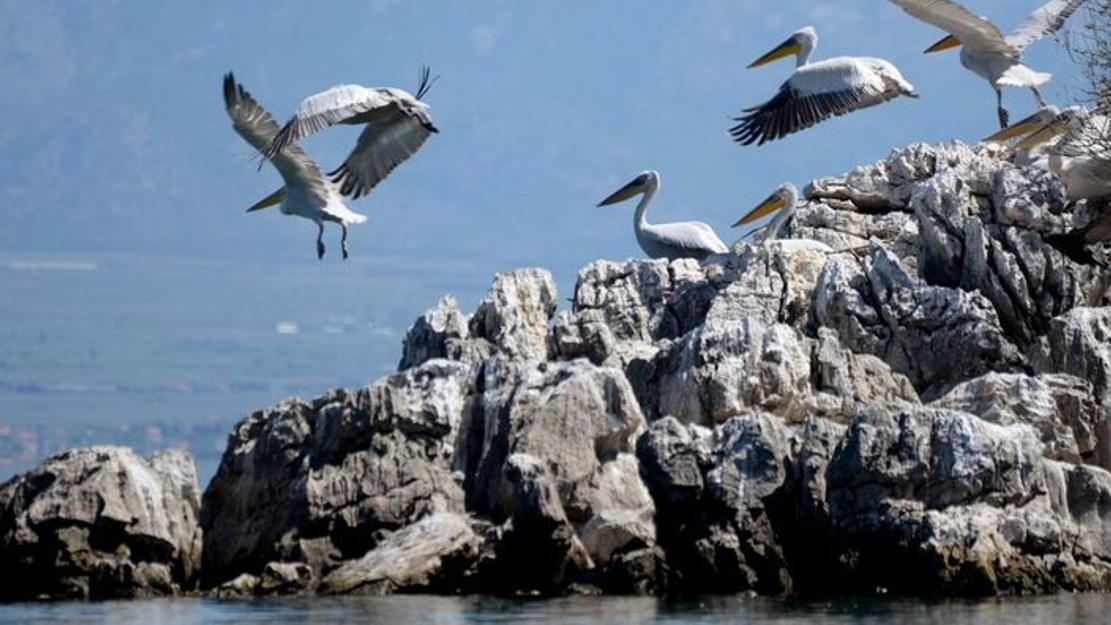 Vignette du programme télé Les châtaignes du lac de Shkodër au Monténégro