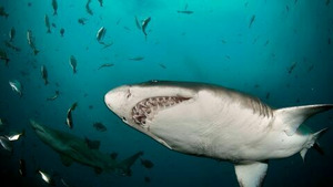 Vignette du programme télé Afrique du Sud, paradis océanique (Le mystère des requins-marteaux) S1 (n°3)