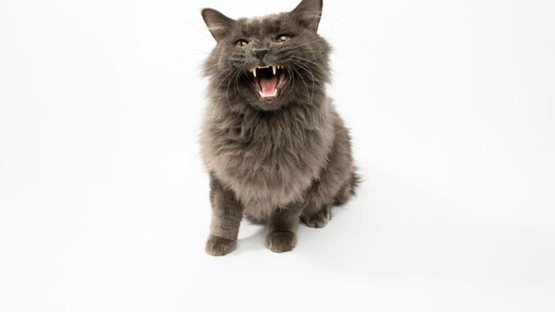 Vignette du programme télé Hell's Cats