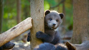 Vignette du programme télé Grizzly Bear Cubs and Me (Le chemin vers la liberté) S1 (2/2)