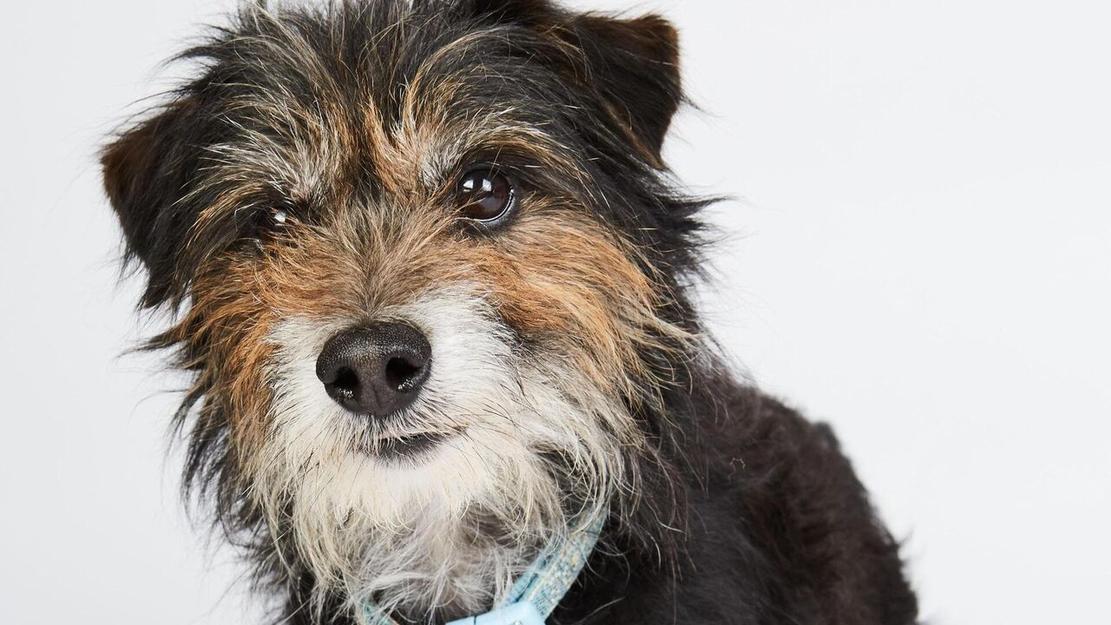 Vignette du programme télé Dog House : un chien pour la vie