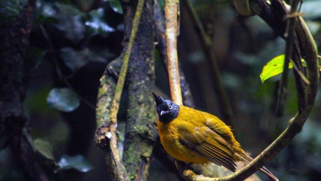 Vignette du programme télé Thaïlande, dans la jungle des sens
