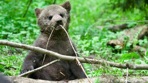 Vignette du programme télé Grizzly Bear Cubs and Me (Les premiers mois) S1 (1/2)