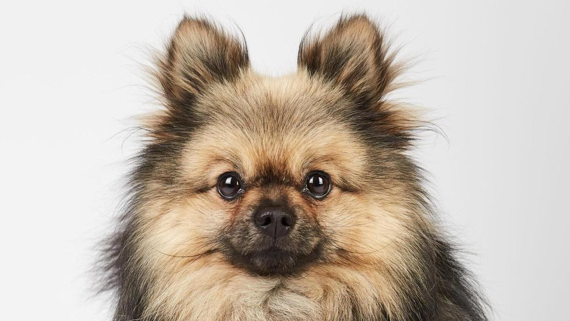Vignette du programme télé Dog House : un chien pour la vie